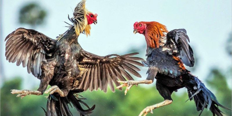 Cơ chế hoạt động của trường gà Thomo rất dễ hiểu